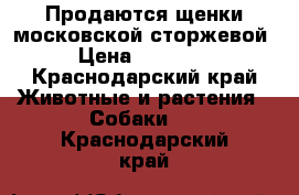 Продаются щенки московской сторжевой › Цена ­ 15 000 - Краснодарский край Животные и растения » Собаки   . Краснодарский край